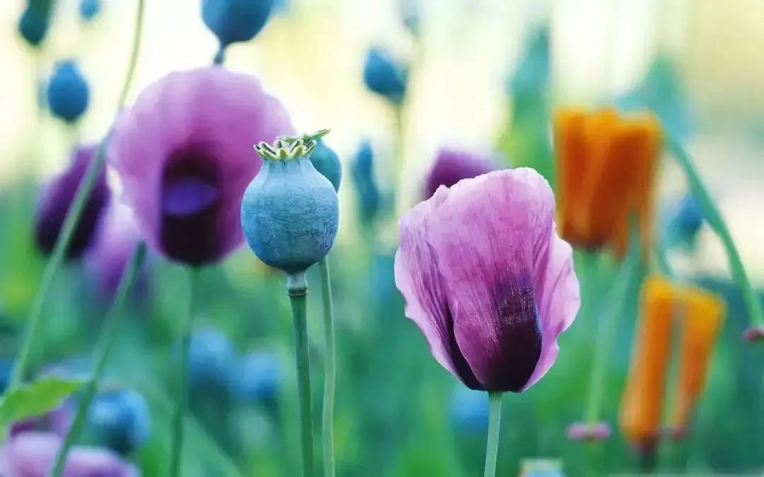 1648802233295575.jpg 640 (1).jpg