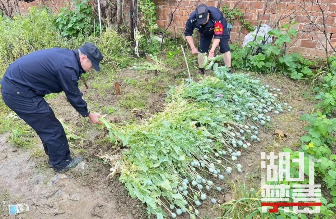 女子荒地种罂粟，未品“美味”，先尝“苦果”